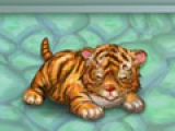 My Baby Tiger
