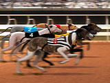 Greyhound Racing